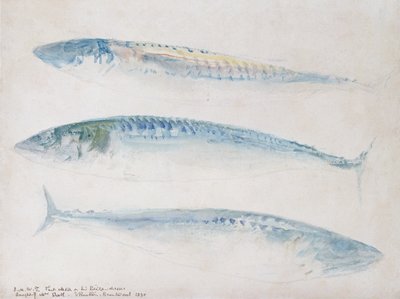 Eine Skizze von drei Makrelen von Joseph Mallord William Turner